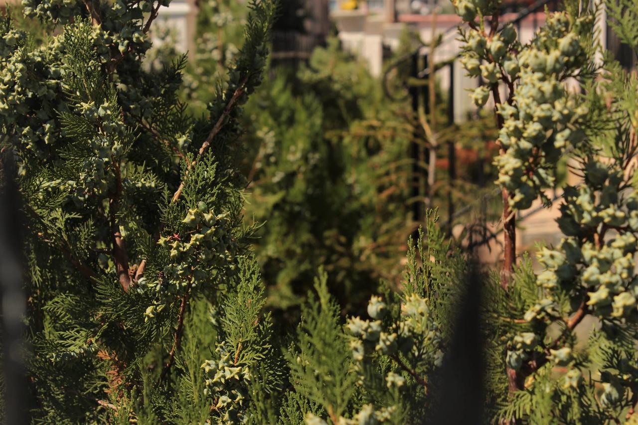 Villa Denta ネセバル エクステリア 写真